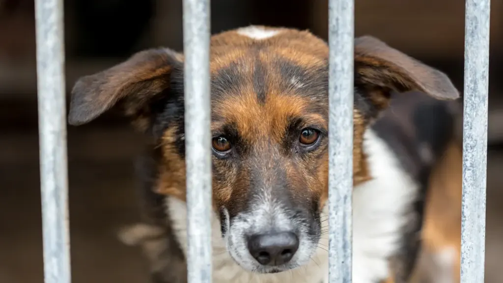 Un chien triste derrière les barreaux d'un refuge animalier à Lyon.