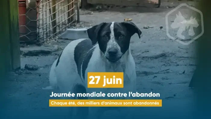 À Lyon, les vacances pèsent sur les refuges animaliers