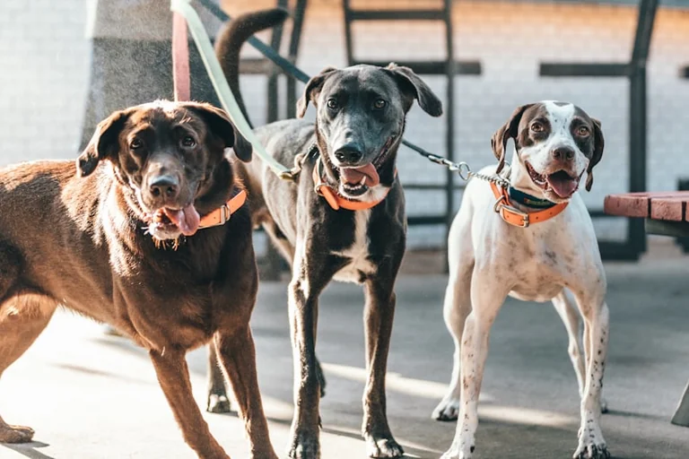 À Lyon, les vacances pèsent sur les refuges animaliers