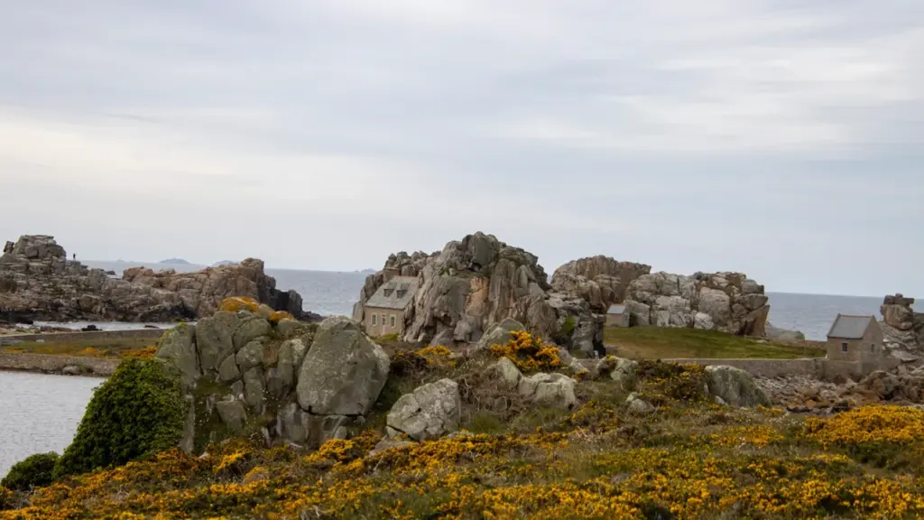 Paysage côtier breton avec des rochers escarpés et des fleurs jaunes au premier plan.