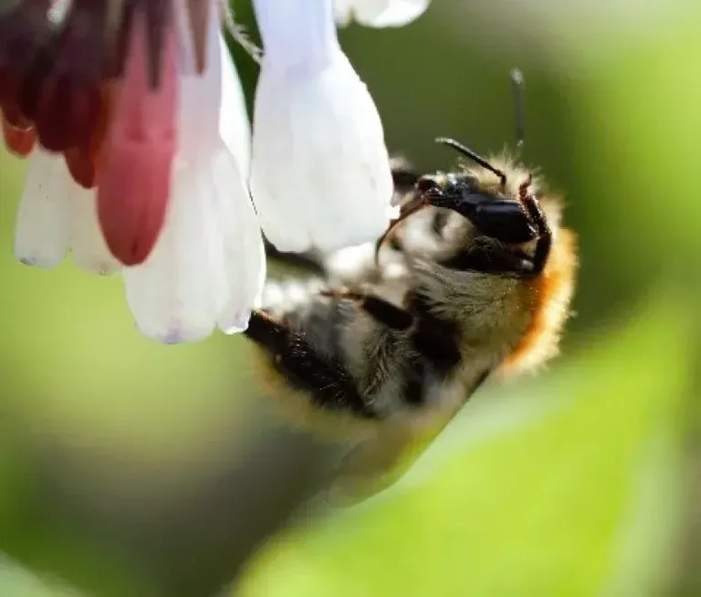 À Brest, la photo nature qui a séduit les habitants
