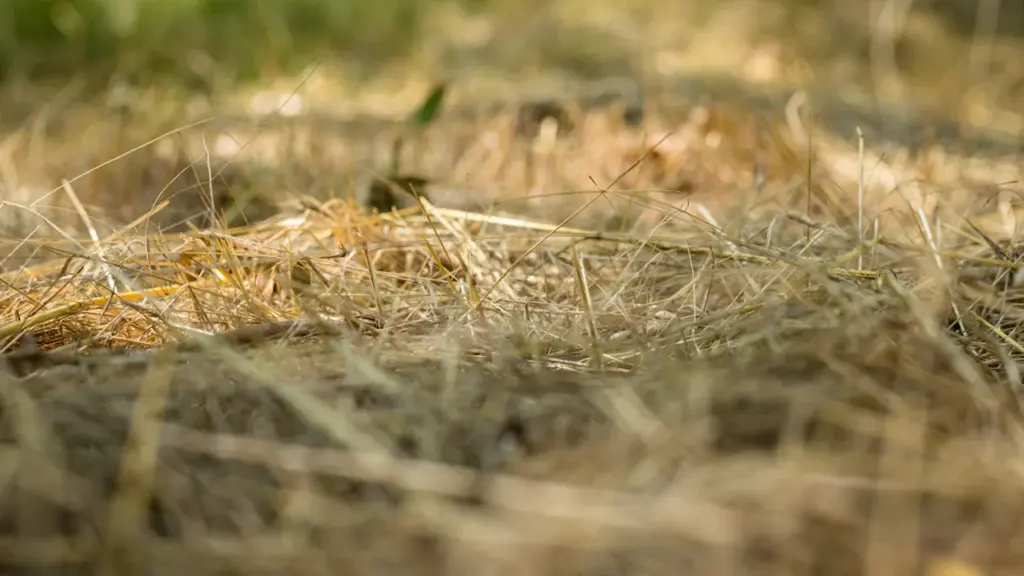 Herbes sèches dans un champ, un risque majeur pour les incendies à Montpellier.