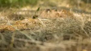Herbes sèches dans un champ, un risque majeur pour les incendies à Montpellier.