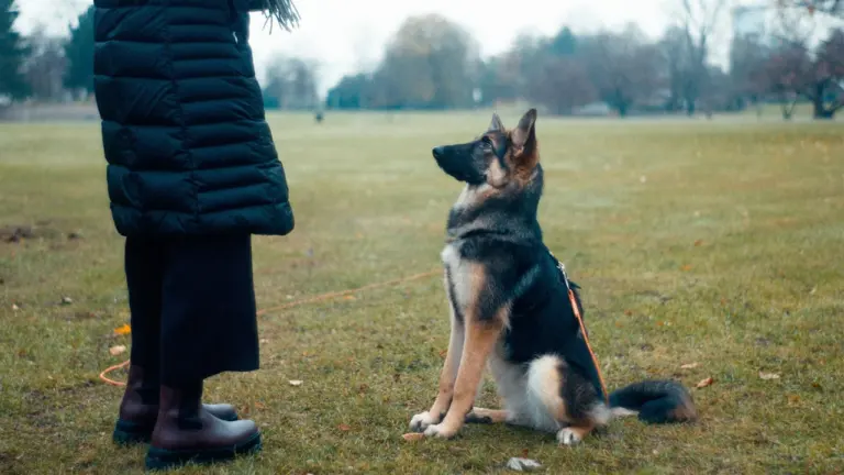 À Montreuil, des cours canins gratuits pour mieux maîtriser son chien