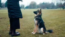 À Montreuil, des cours canins gratuits pour mieux maîtriser son chien