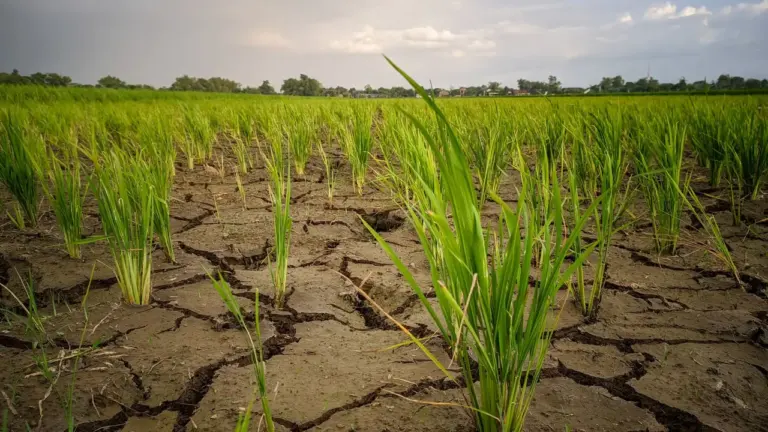 À Roubaix, l’alerte sécheresse durcit les usages