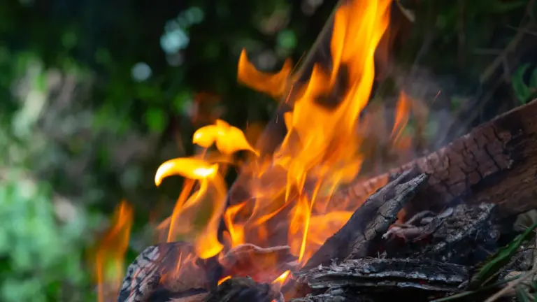 À Saint-Jean-de-Luz, le risque de feu ferme une pinède