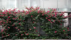 Un mur végétalisé luxuriant avec des fleurs roses à la Cité du Design.