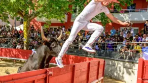 Un raseteur vêtu de blanc saute par-dessus une barrière pour échapper à un taureau.