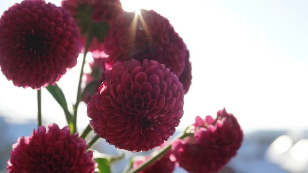 Un bouquet de fleurs rouges illuminé par un rayon de soleil éclatant.
